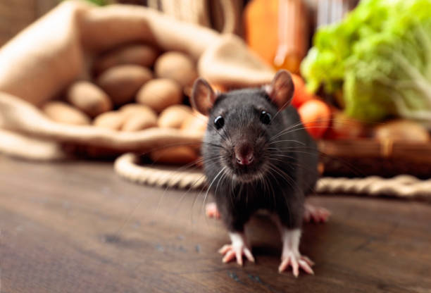Why You Should Choose Funny Names For Rats?