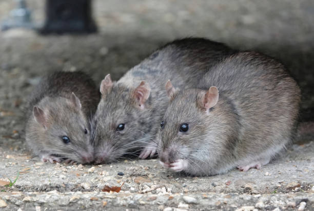 101+ Funny Names For Rats (Inspired by Reddit)